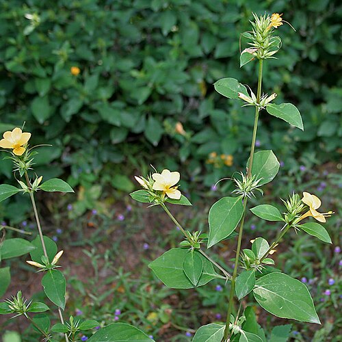 Porcupine flower: Porcupine flower, Espinosa amarilla or Picanier jaune Barleria prionitis in Hyderabad , India .