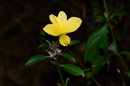 Porcupine flower (Barleria prionitis)