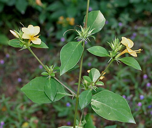 Porcupine flower: Porcupine flower, Espinosa amarilla or Picanier jaune Barleria prionitis in Hyderabad , India .