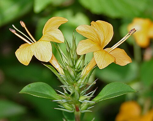 Porcupine flower: Porcupine flower Barleria prionitis in Hyderabad , India .
