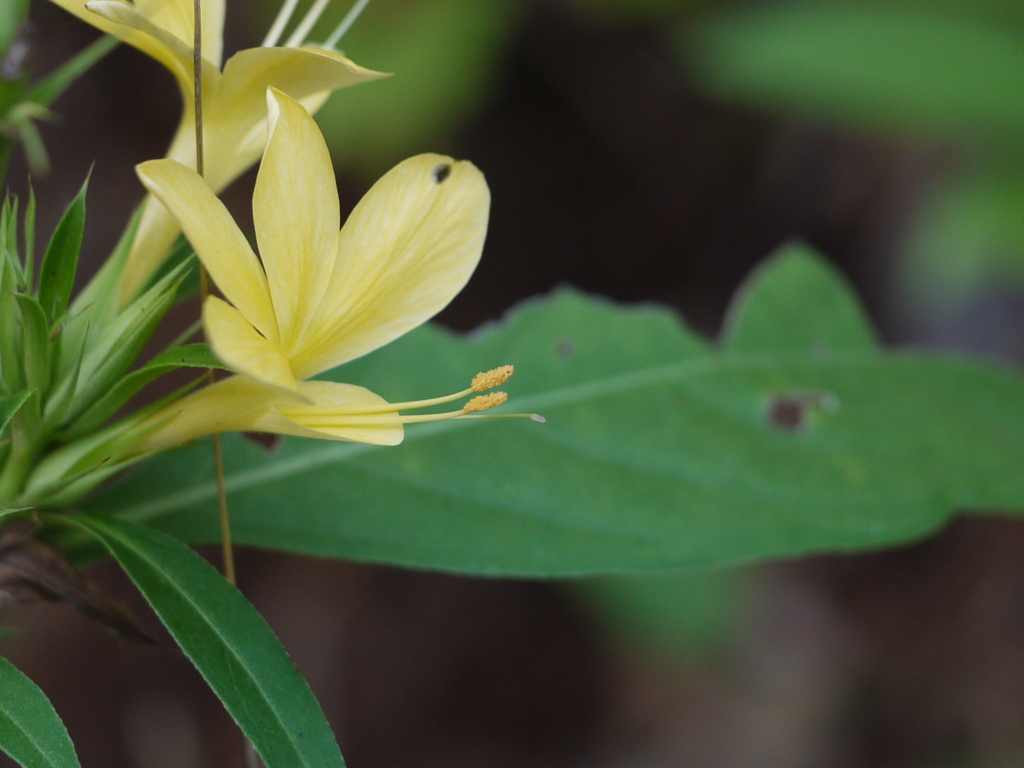 Porcupine flower (Barleria prionitis)