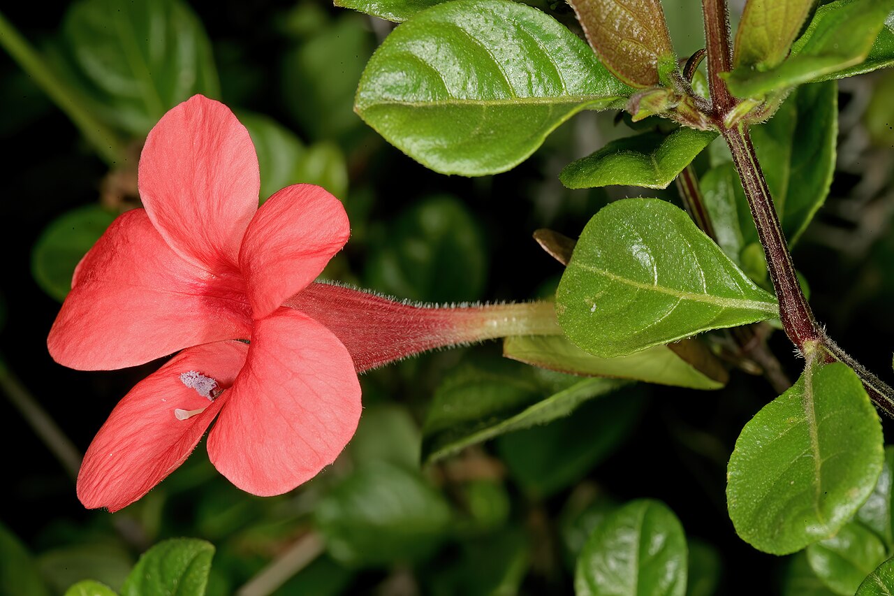Barleria repens: Barleria repens , flower; Manie van der Schijff Botanical Garden, University of Pretoria, Pretoria, Gauteng, South Africa