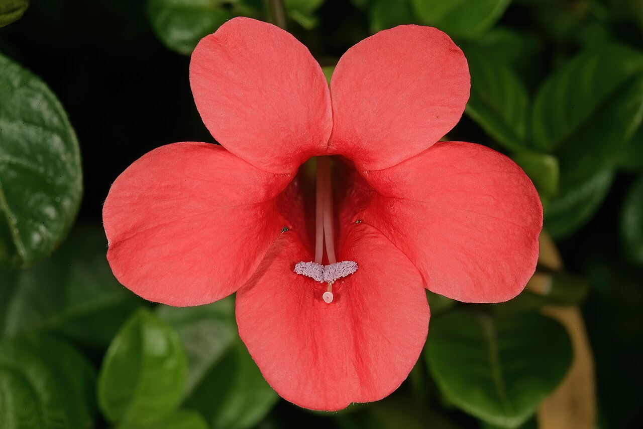 Barleria repens: Barleria repens , flower; Manie van der Schijff Botanical Garden, University of Pretoria, Pretoria, Gauteng, South Africa