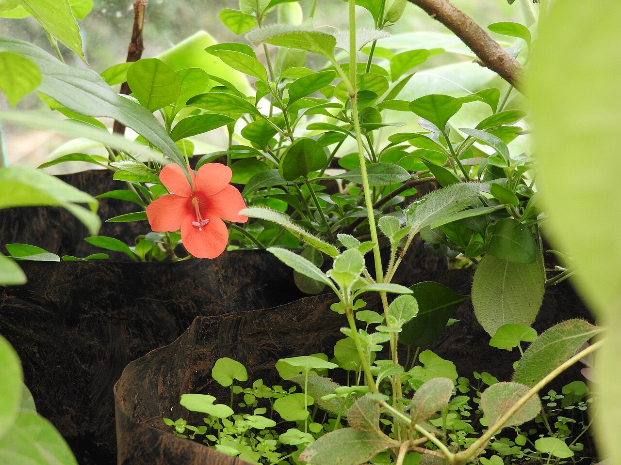 Barleria repens: Acanthaceae-spreading bushy shrub,flowers deep purple red.