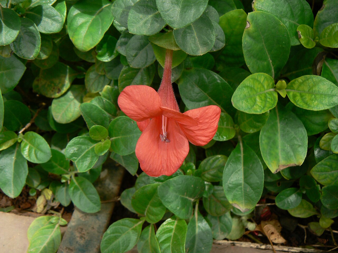 Barleria repens: Acanthaceae (acanthus or ruellia family) » Barleria repens bar-LEER-ee-uh -- name commemorates French botanist, Jacques Barrelier REE-penz -- spreading, creepin