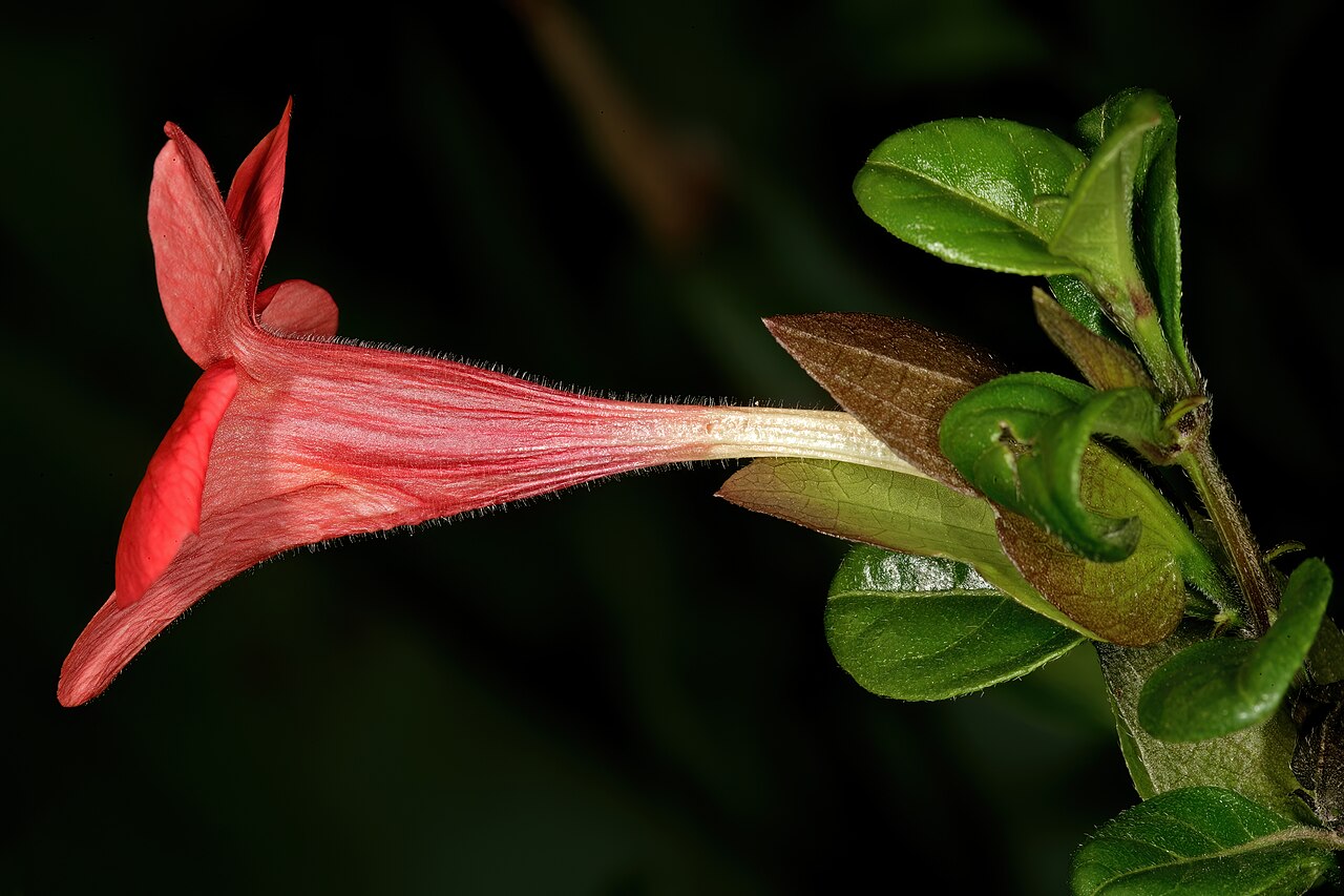Barleria repens: Barleria repens , flower; Manie van der Schijff Botanical Garden, University of Pretoria, Pretoria, Gauteng, South Africa