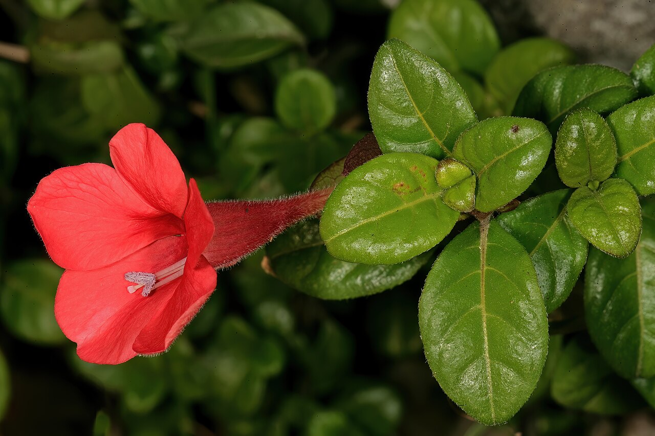Barleria repens: Barleria repens , flower; in garden near Port Edward, KwaZulu-Natal, South Africa