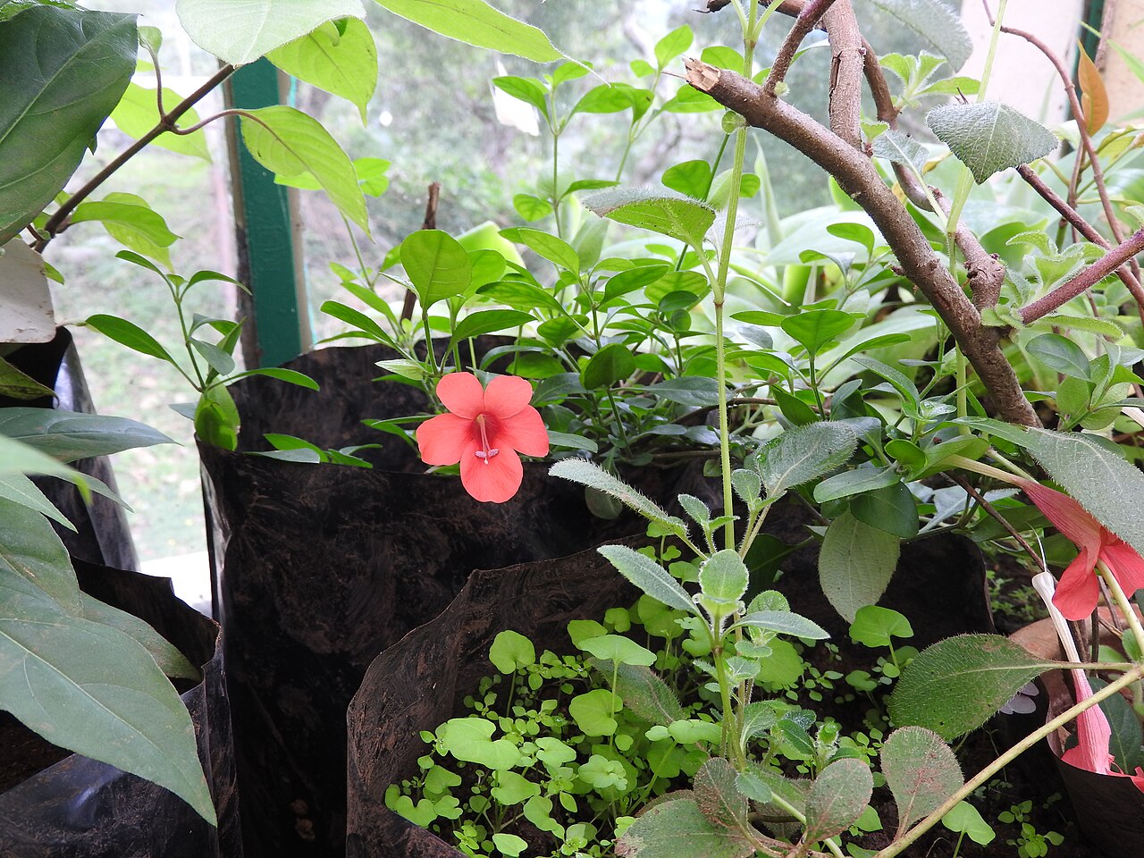 Barleria repens: Acanthaceae-spreading bushy shrub,flowers deep purple red.