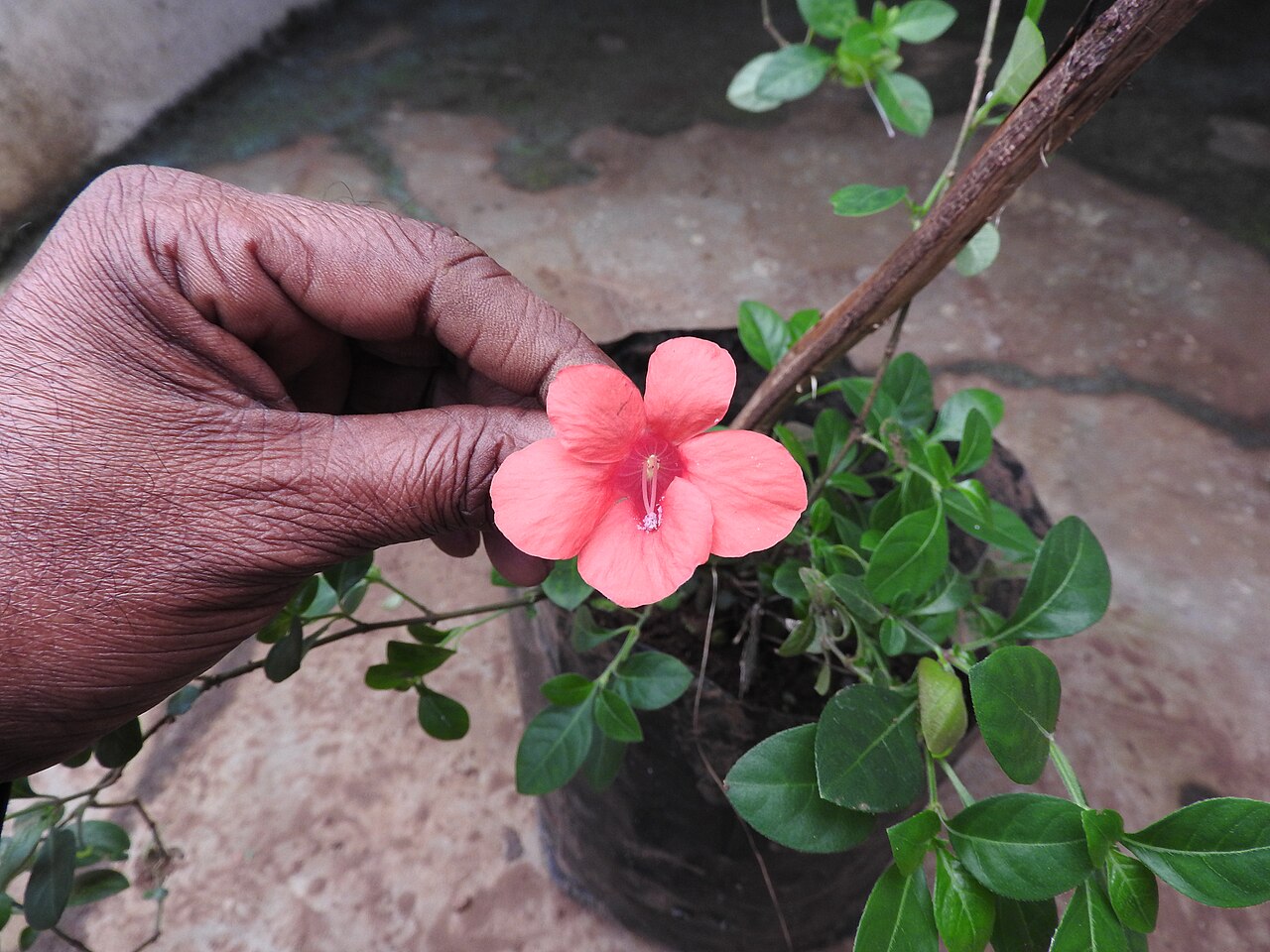 Barleria repens: Acanthaceae-spreading bushy shrub,flowers deep purple red.