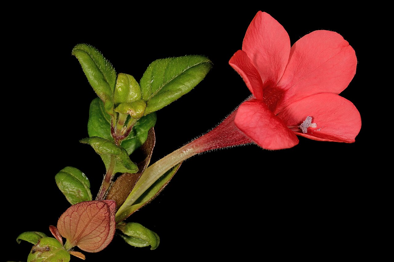 Barleria repens: Barleria repens , flower; in garden near Port Edward, KwaZulu-Natal, South Africa