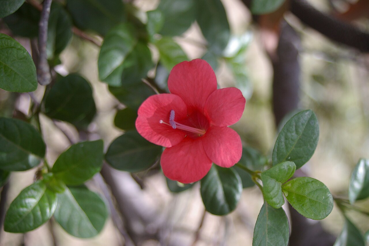 Barleria repens: The flora of Geebung, Queensland is mostly ornamental, though some remnants of the original open forest remain.