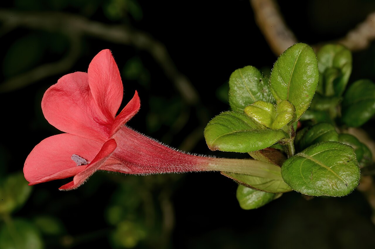 Barleria repens: Barleria repens , flower; in garden near Port Edward, KwaZulu-Natal, South Africa