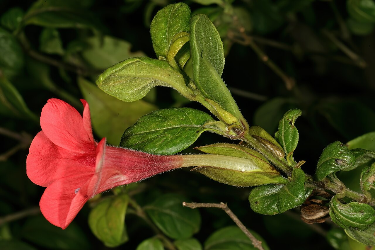 Barleria repens: Barleria repens , flower; in garden near Port Edward, KwaZulu-Natal, South Africa