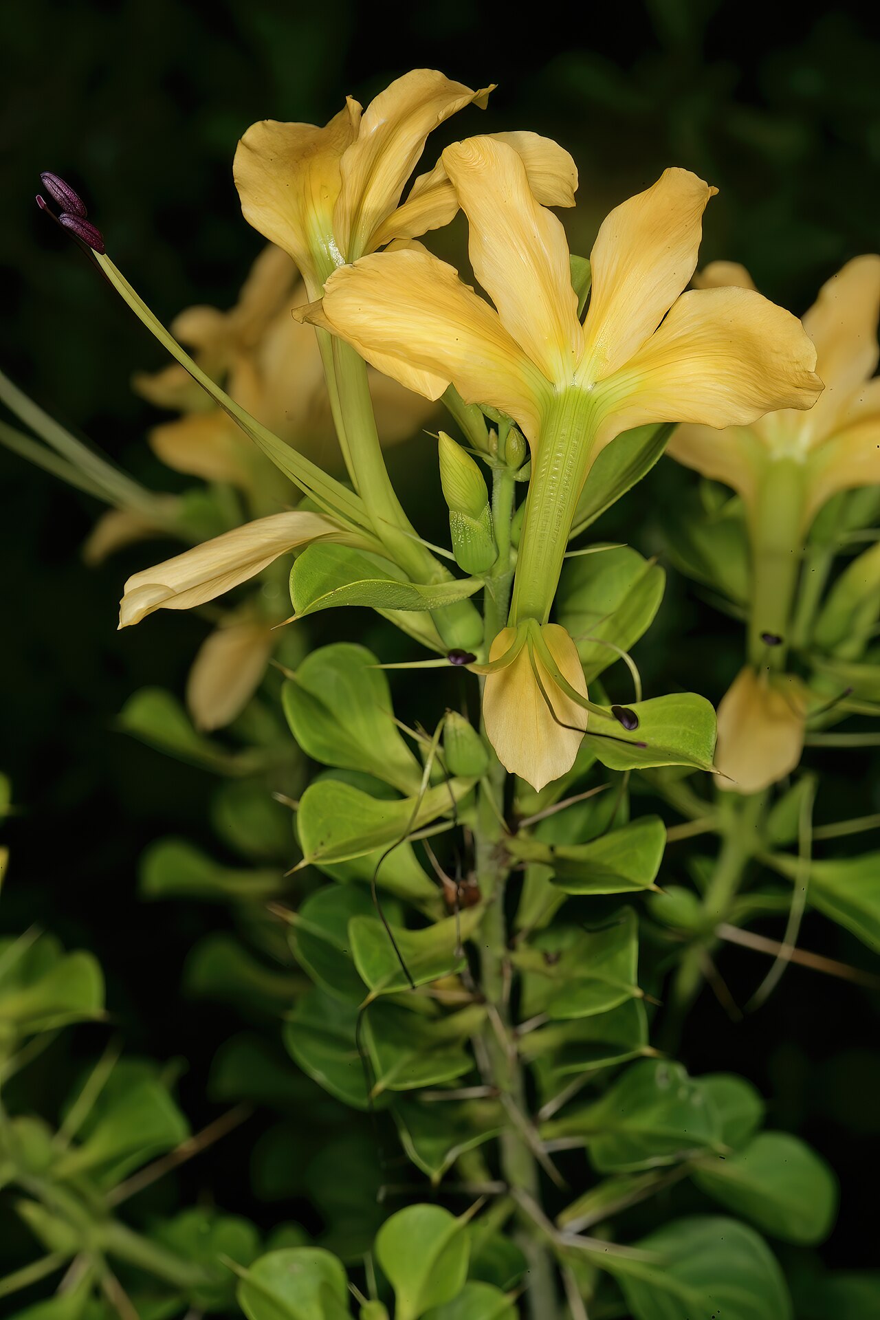 Barleria rotundifolia: Barleria rotundifolia , flowers; Lowveld National Botanical Garden, Nelspruit, Mpumalanga, South Africa