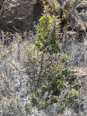 Barleria rotundifolia (Barleria rotundifolia)