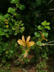 Barleria rotundifolia (Barleria rotundifolia)