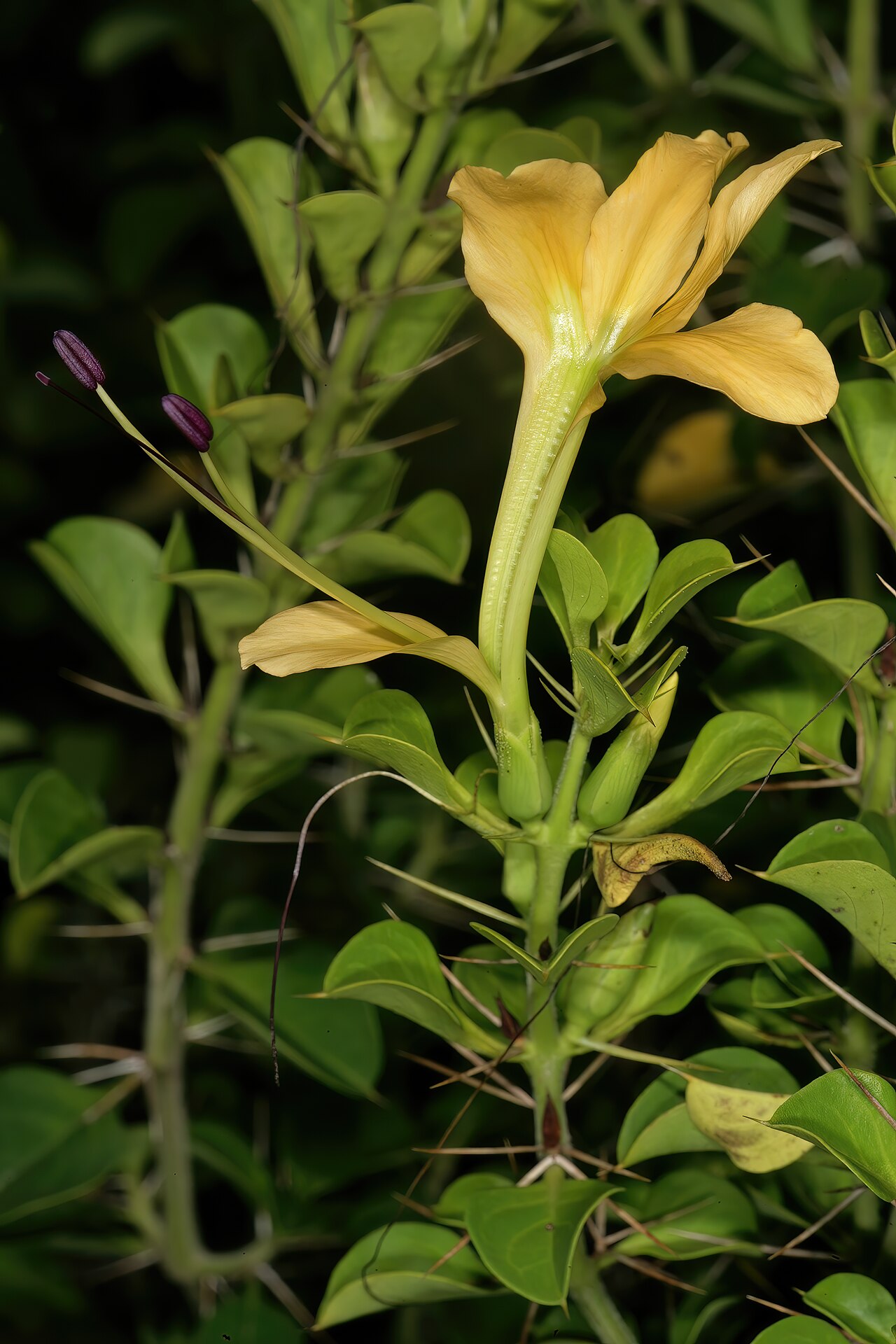 Barleria rotundifolia: Barleria rotundifolia , flower; Lowveld National Botanical Garden, Nelspruit, Mpumalanga, South Africa