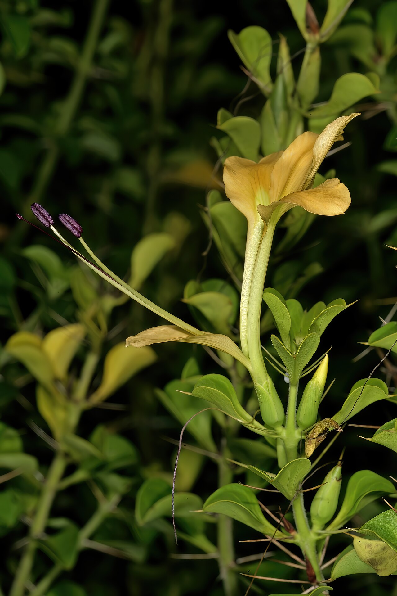 Barleria rotundifolia: Barleria rotundifolia , flower; Lowveld National Botanical Garden, Nelspruit, Mpumalanga, South Africa