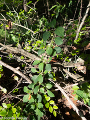 Barleria rotundifolia (Barleria rotundifolia)