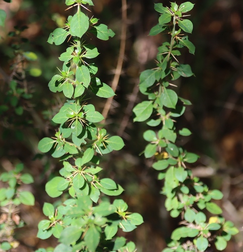 Barleria rotundifolia (Barleria rotundifolia)