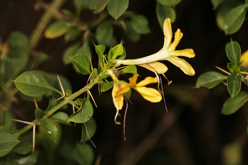 Barleria rotundifolia (Barleria rotundifolia)