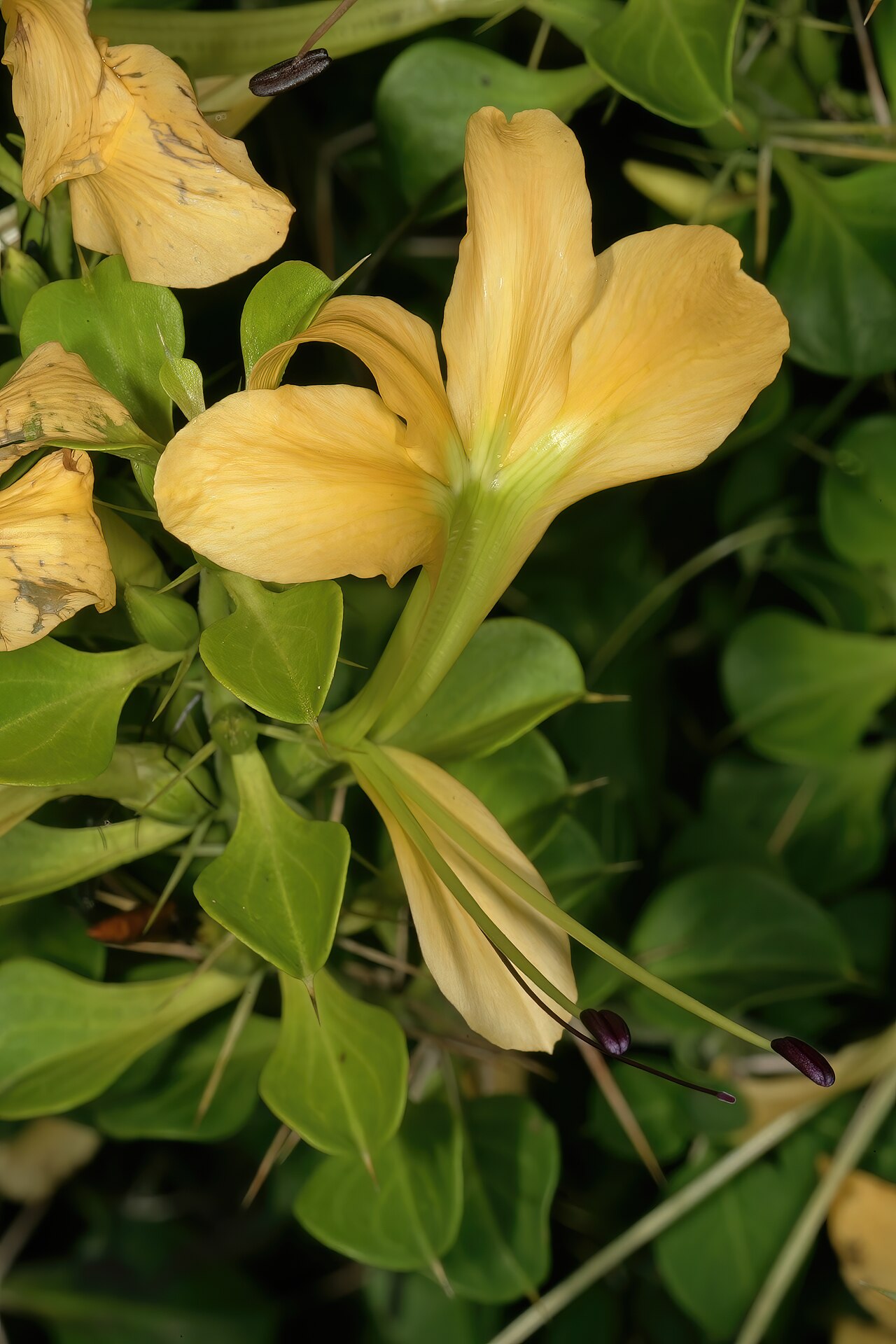 Barleria rotundifolia: Barleria rotundifolia , flower; Lowveld National Botanical Garden, Nelspruit, Mpumalanga, South Africa