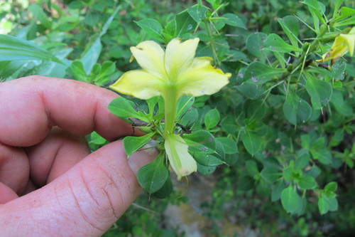 Barleria rotundifolia (Barleria rotundifolia)