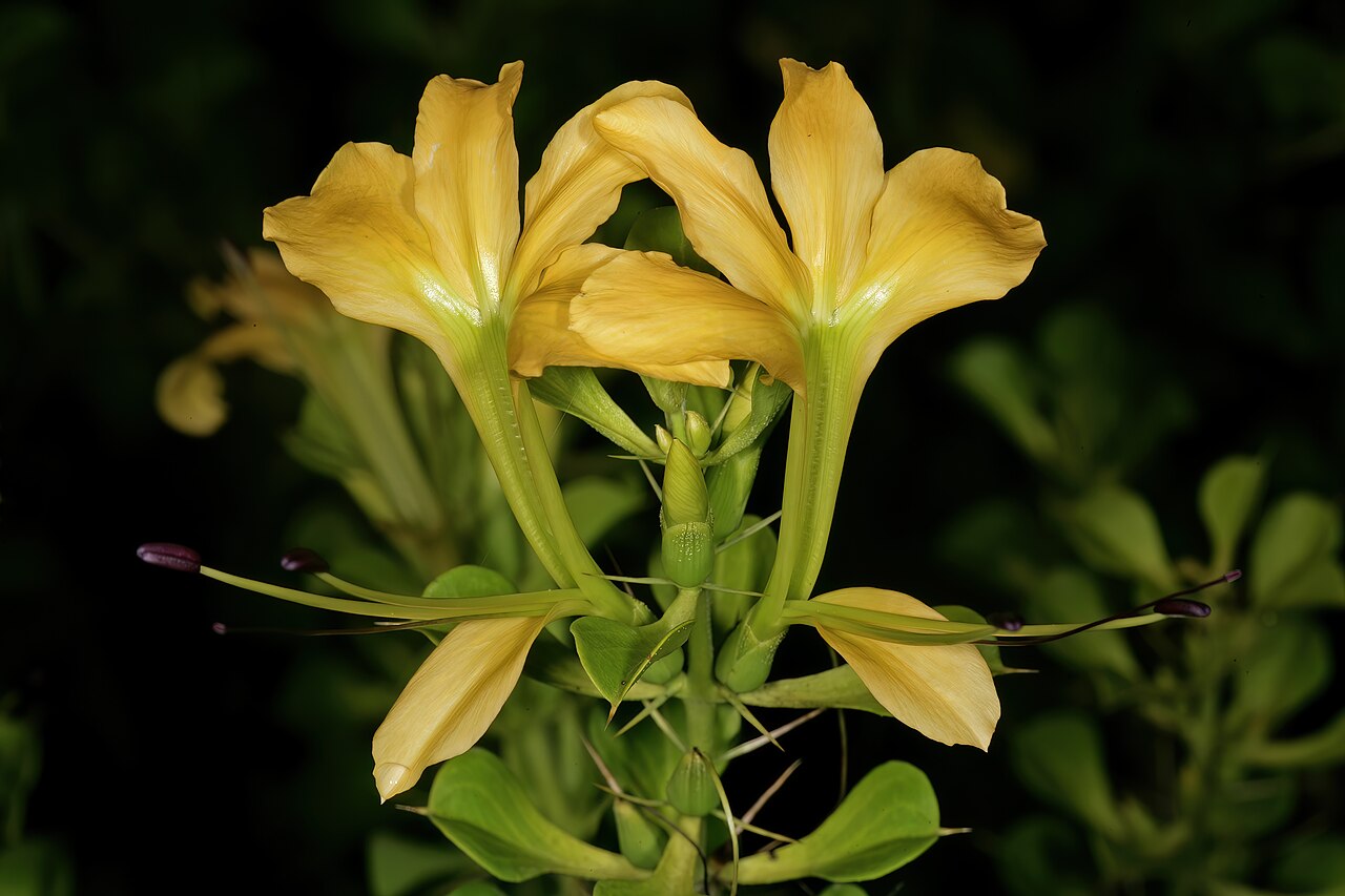 Barleria rotundifolia: Barleria rotundifolia , flowers; Lowveld National Botanical Garden, Nelspruit, Mpumalanga, South Africa