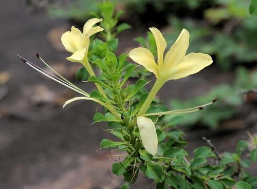 Barleria rotundifolia (Barleria rotundifolia)