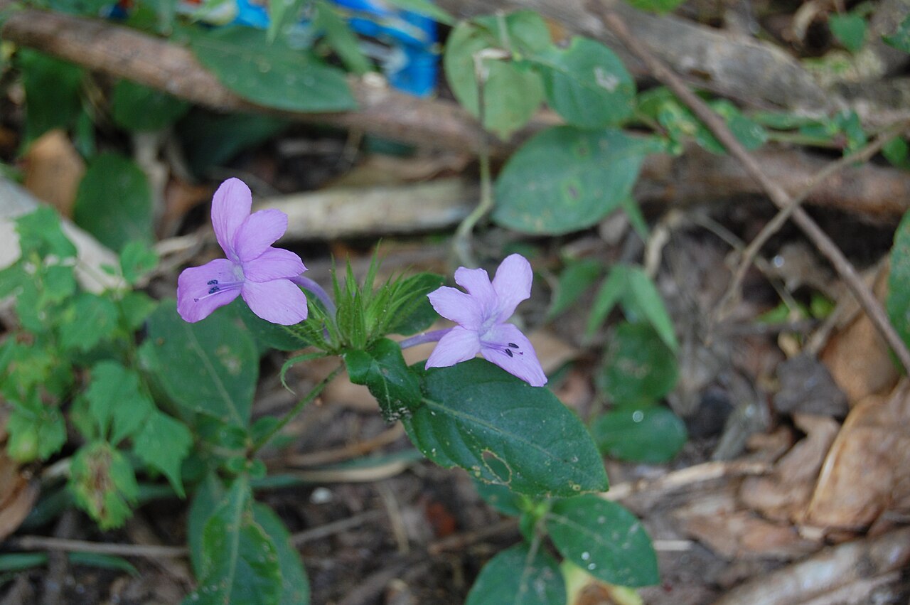 Barleria siamensis: Barleria sp., presumably Barleria siamensis , in Northwest Thailand