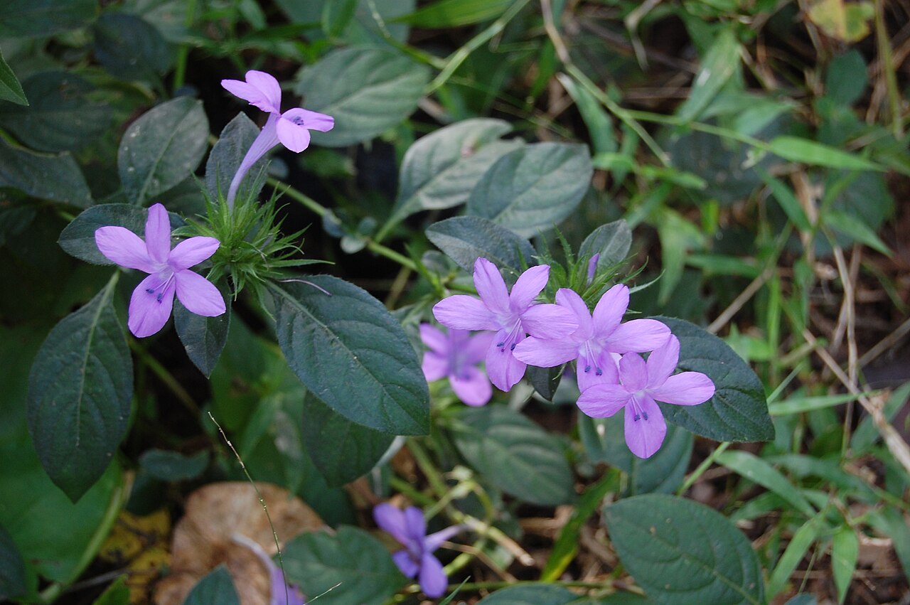 Barleria siamensis: Barleria sp., presumably Barleria siamensis , in Northwest Thailand