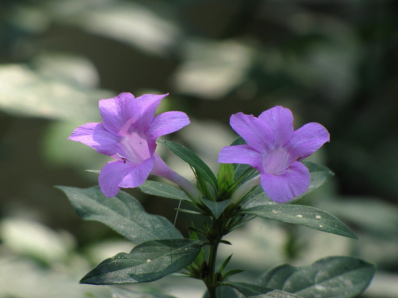 Barleria siamensis: Flowers of Barleria siamensis from Koovery, Kannur , Kerala, India