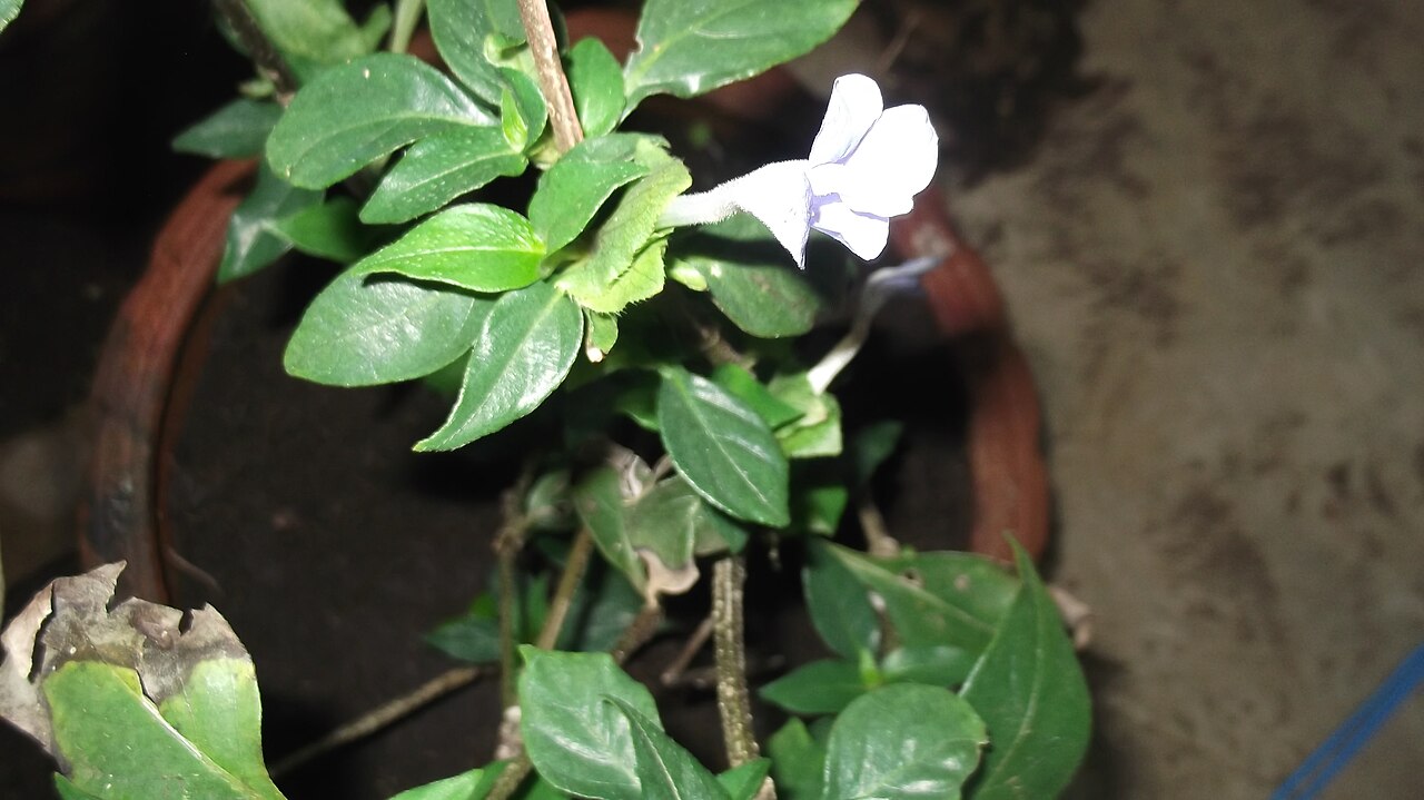 Barleria strigosa: Acanthaceae-shrub,flowers blue.