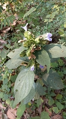 Barleria strigosa (Barleria strigosa)