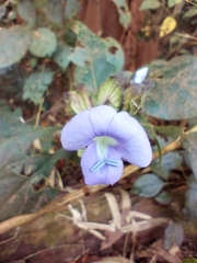 Barleria strigosa (Barleria strigosa)