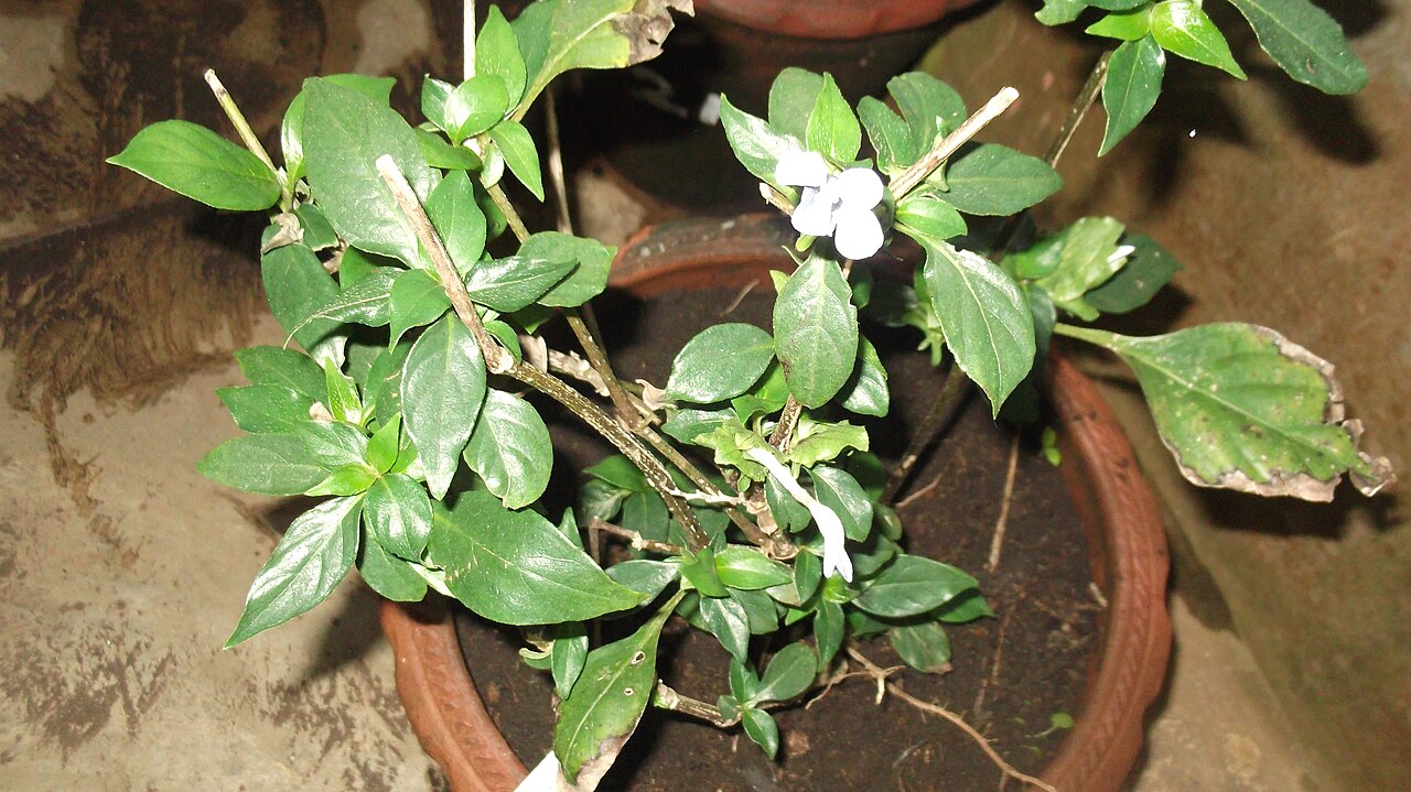 Barleria strigosa: Acanthaceae-shrub,flowers blue.