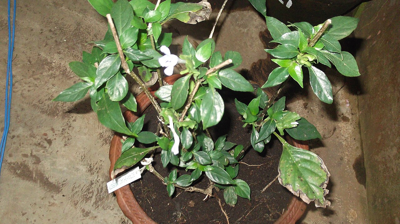 Barleria strigosa: Acanthaceae-shrub,flowers blue.