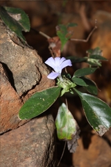 Barleria strigosa (Barleria strigosa)