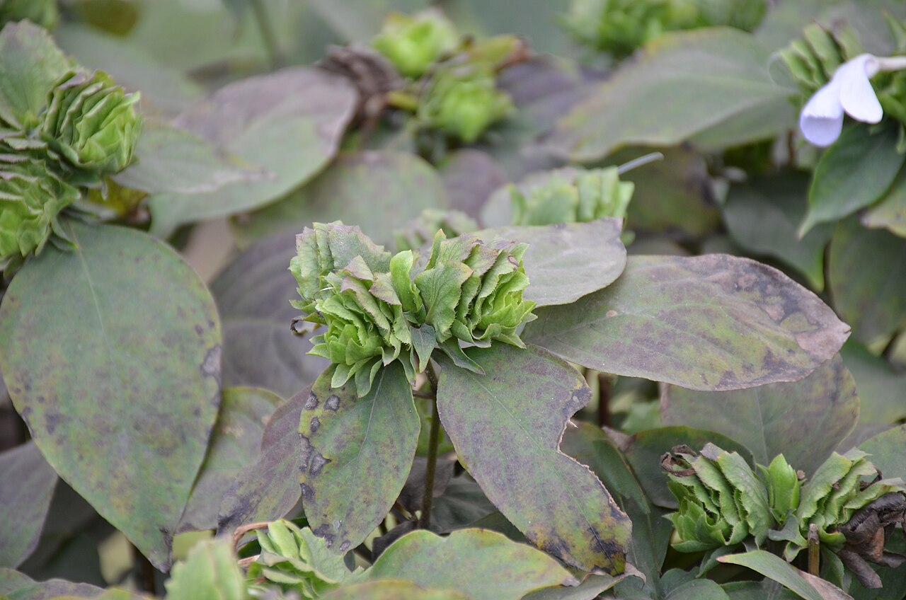 Barleria strigosa: Leaf of নীল ঝাঁটি