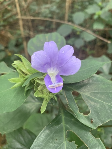 Barleria strigosa (Barleria strigosa)