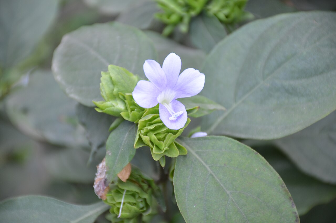 Barleria strigosa: Flower of নীল ঝাঁটি