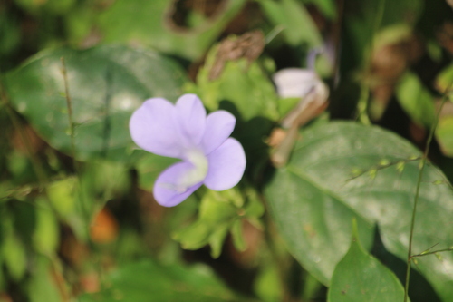 Barleria strigosa (Barleria strigosa)