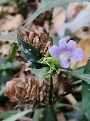 Barleria strigosa (Barleria strigosa)