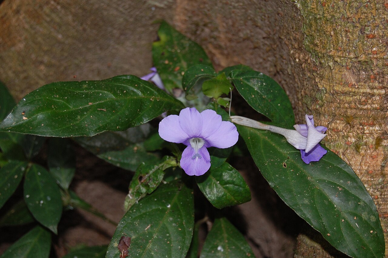 Barleria strigosa: Barleria strigosa