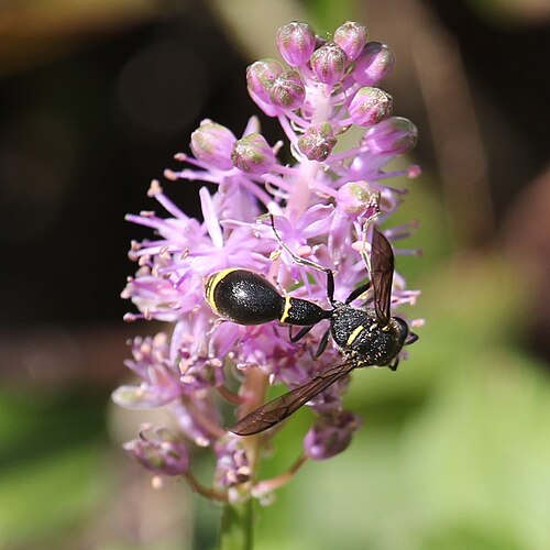 Barnardia japonica: Eumenes rubronotatus on Barnardia japonica , in Mount Ibuki, Ibigawa, Gifu prefecture, Japan.