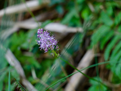 Barnardia japonica (Barnardia japonica)