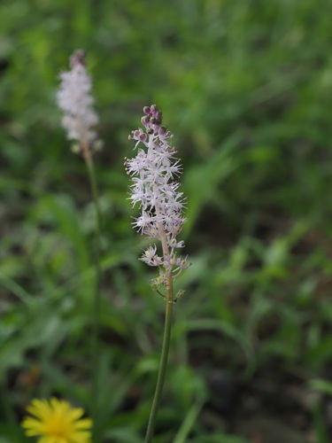Barnardia japonica (Barnardia japonica)