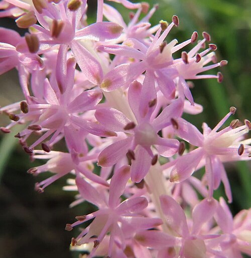 Barnardia japonica: Close-up of pale violet flowers in a dense raceme of Barnardia japonica var. japonica. 日本語: ツルボの花穂に密に咲く淡紫色の小花を接写した写真。 Source article: https://fukufukurou.com/%e