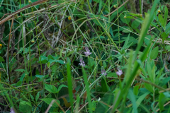 Barnardia japonica (Barnardia japonica)