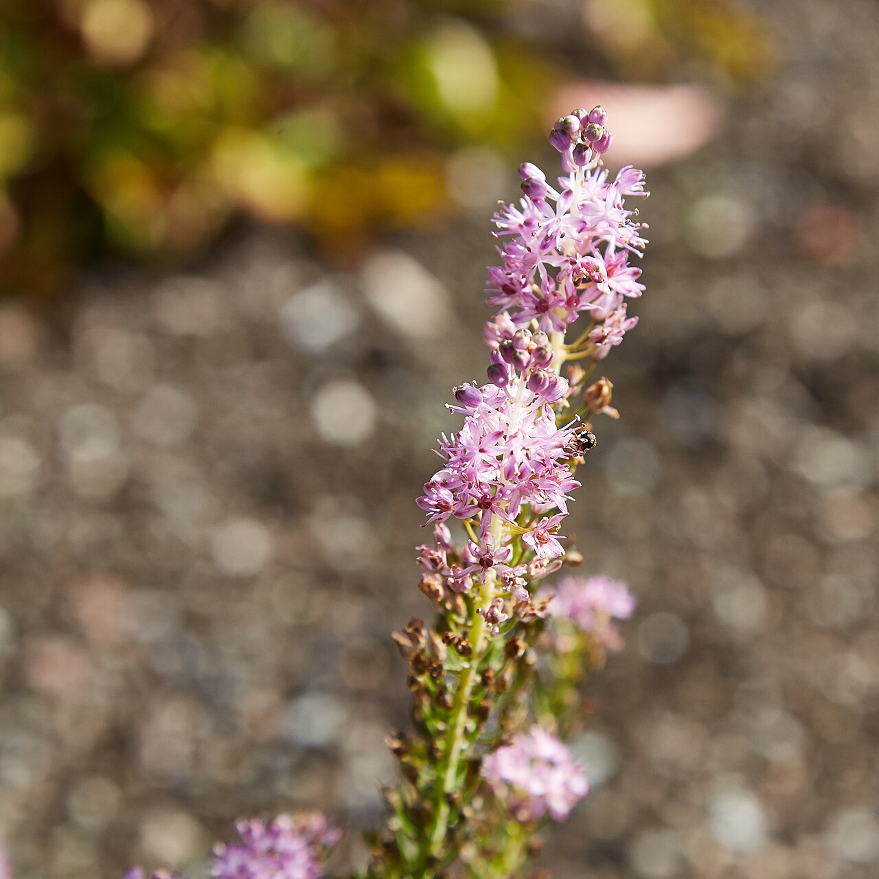 Barnardia japonica: Barnardia japonica identifierad med hjälp av befintlig skylt i Bergianska trädgården .